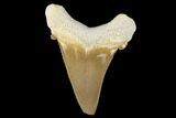 Serrated, Fossil Auriculatus Tooth - Tuzbair, Kazakhstan #173787-1